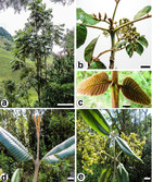 ­Complete plastid genome sequences of two species of the Neotropical ...