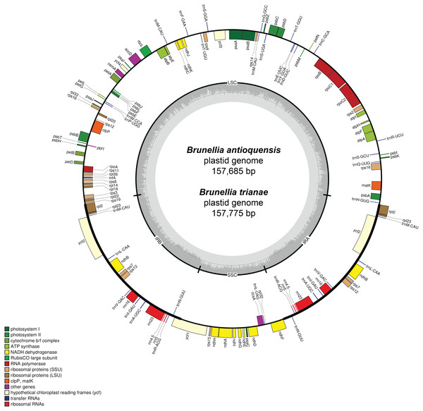Gene map of the plastid genome of Brunellia antioquensis and B. trianae.