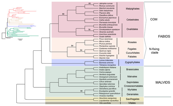 Phylogenetic relationships of 43 superrosid representatives.