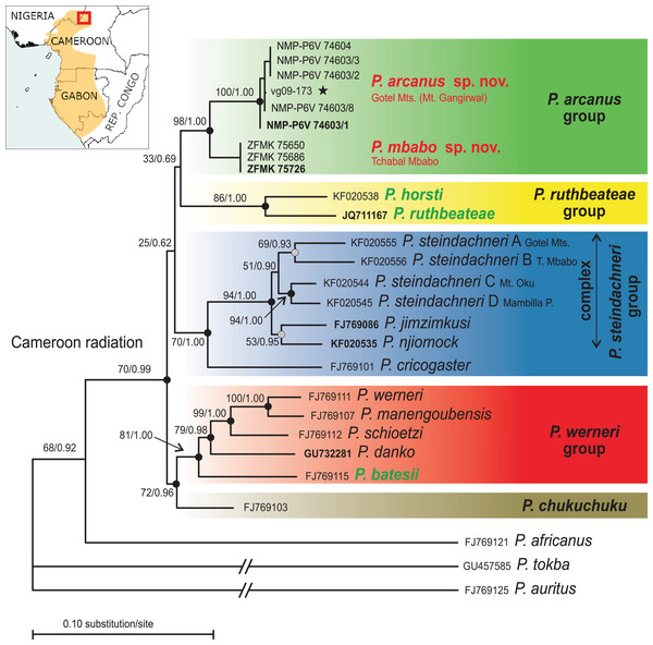 Phylogenetic tree (ML) based on the species-mt-dataset (12S–16S) and map showing the known distribution range of the Cameroon radiation of Phrynobatrachus (orange area).