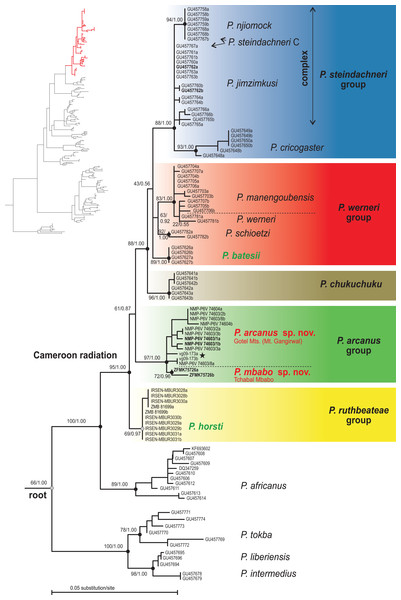 Phylogenetic tree (ML) based on the nuclear RAG1 dataset of the Cameroon radiation of Phrynobatrachus and related lineages.