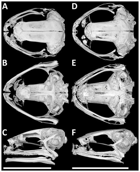 Cranial morphology (μCT scans) of males in dorsal, ventral and lateral views.
