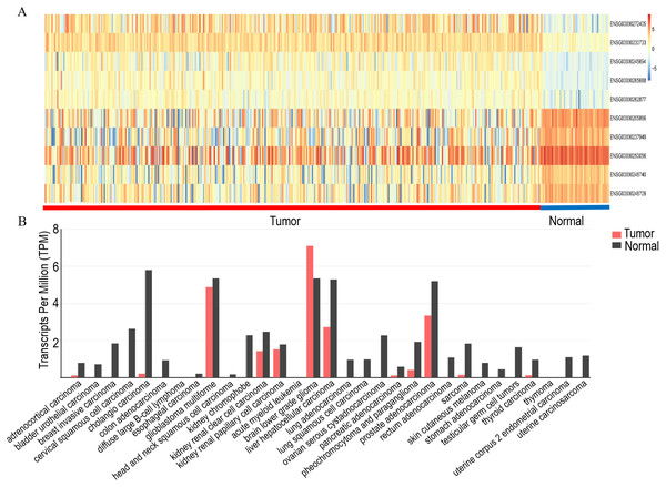 Analysis of the expression of LINC00844 in TCGA and GEPIA databases.