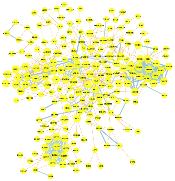 Visualization of the protein–protein interaction (PPI) network of DEGs in MUT vs WT group, by the means of STRING and Cytoscape tool.