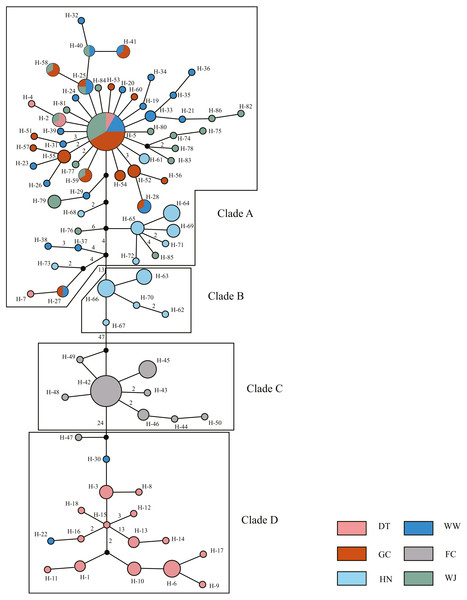 Haplotype network showing the genetic relationship of samples using Median Joining (MJ) method.