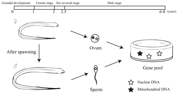 Diagram showing the unique life history and different hereditary patterns of mitochondrial DNA and nuclear DNA in sex reversal fish.