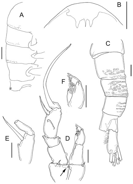 Remarks On Mastigodiaptomus (calanoida: Diaptomidae) From Mexico Using 