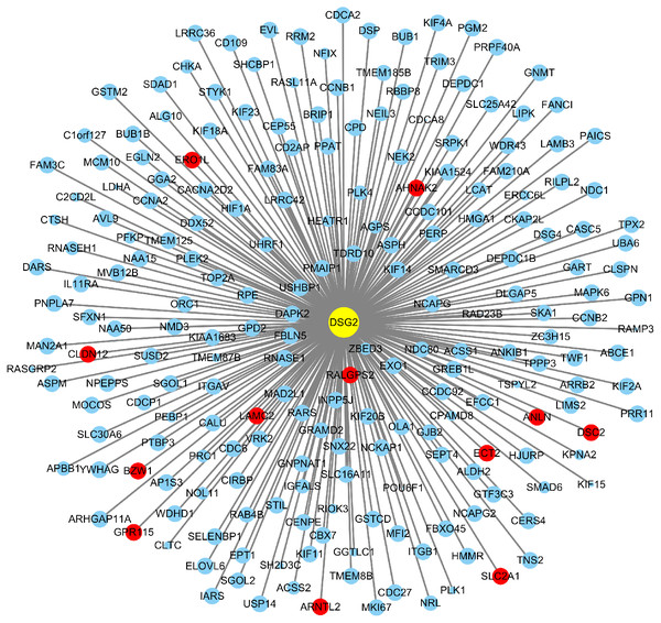 A total of 215 co-expressed genes were processed by the Cytoscape 3.7.1 software to generate a visual image based on LUAD.