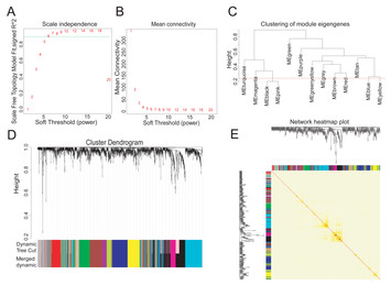 Glycerophosphodiester phosphodiesterase 1 (GDE1) acts as a potential ...