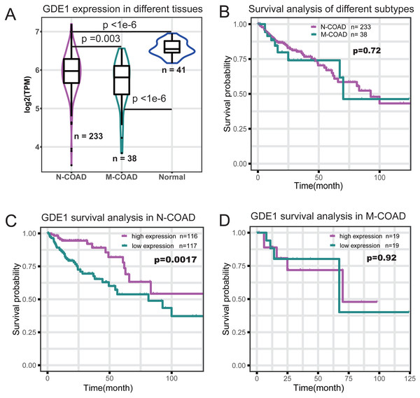 Survival profile of GDE1 in different histological typing of COAD.