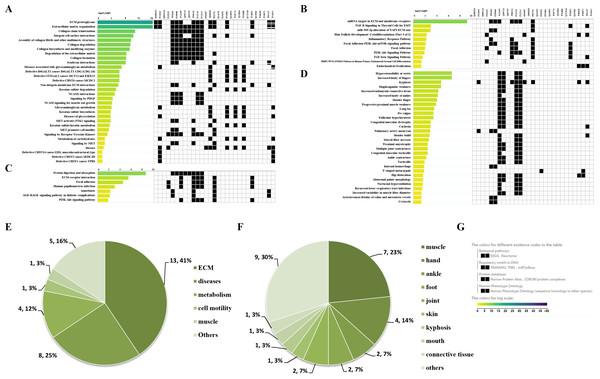 Signaling pathway enrichment analysis by g:Profiler in the REAC, WP, KEGG and HP databases.