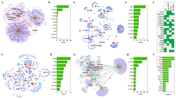 PPIs and GRNs analyses of these candidate protein-coding genes by NetworkAnalyst.