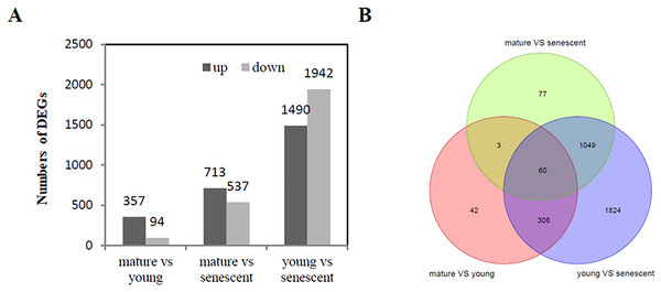DEG analysis (A) The histogram shows the up and down regulated DEGs among young, mature and senescent leaves; (B) the Venn diagram shows the distribution of DEGs among young, mature and senescent leaves.