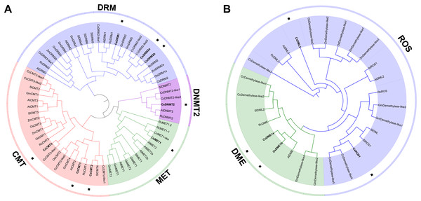 Phylogenetic analysis of the CsC5-MTases (A) and CsdMTases (B).
