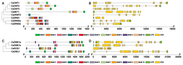 Phylogenetic relationships, conserved motifs, gene structures of CsC5-MTases and CsdMTases.