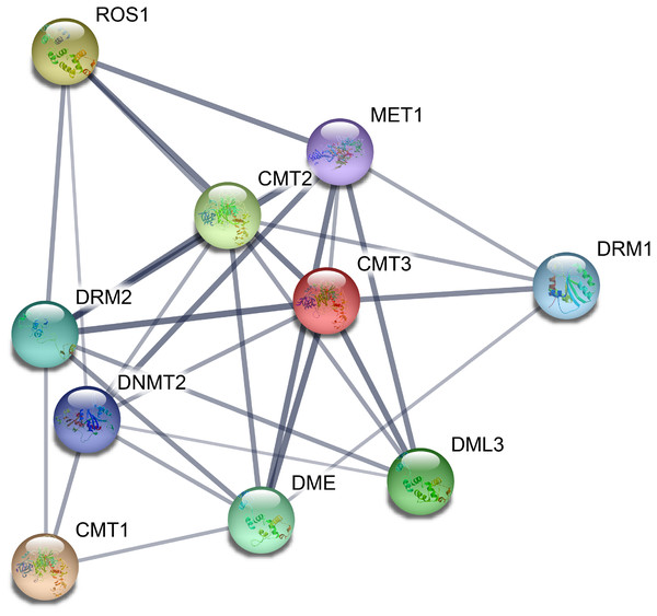 Potential protein–protein interaction network of CsC5-MTases and CsdMTases.