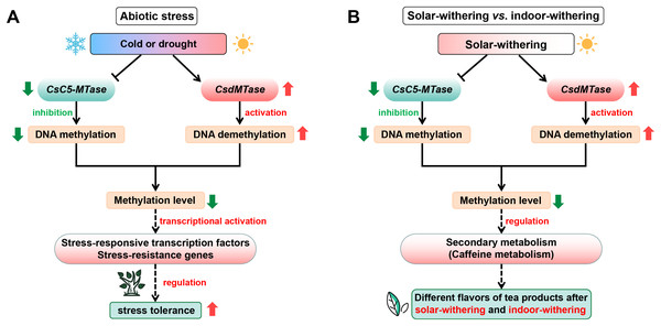 Schematic illustration showing the roles of CsC5-MTase and CsdMTase under abiotic stress (A) and withering treatment (B).