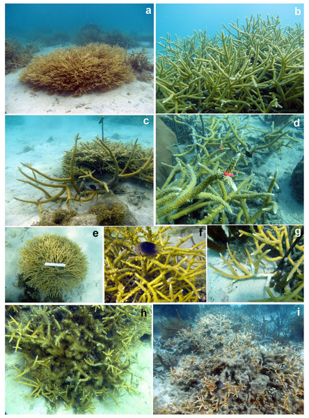 Photographs of the two taxa showing the different morphologies, tagged branches, damselfish bites, disease signs and algae smoothering.