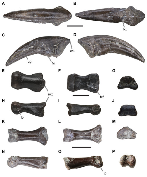 Isolated theropodan phalangeal elements from the Langenberg Quarry.