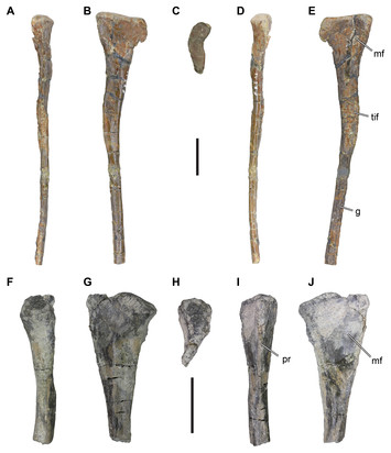 Late Jurassic theropod dinosaur bones from the Langenberg Quarry (Lower ...