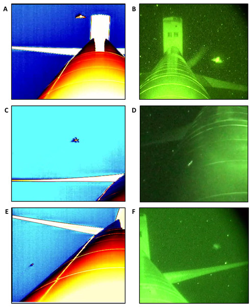 Representative images from thermal cameras (A, C, E) and night vision (B, D, F) field-of-view showing the 3 categories of flying animals we observed at wind turbine towers.