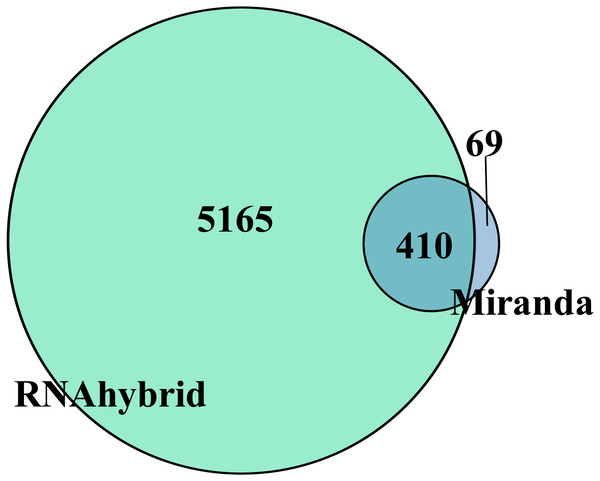Venn diagram of DEmiRNAs target gene predicted by Miranda and RNAhybrid algorithm.