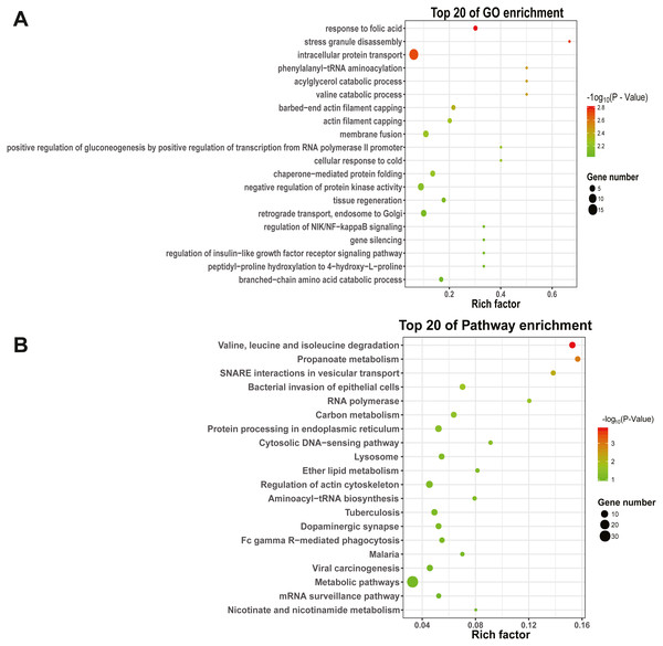 GO and KEGG pathways enrichment based on differentially expressed know miRNA target genes.