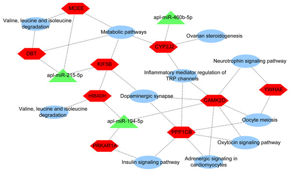 DEmiRNA-mRNA-pathway network.