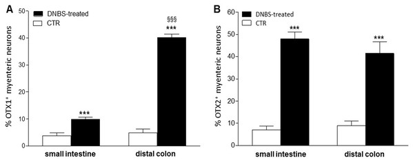 Percentage of OTX1 and OTX2 neurons in the rat small intestine and distal colon after DNBS-treatment.
