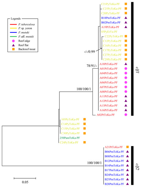 Molecular phylogenetic tree of Symbiodiniaceae of Palythoa species using mitochondrial psbAncr forward region.
