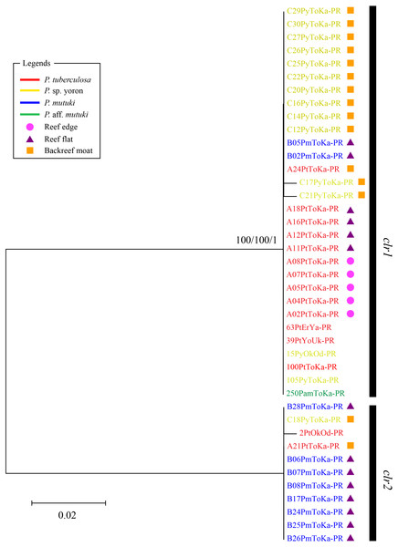 Molecular phylogenetic tree of Symbiodiniaceae of Palythoa species using mitochondrial psbAncr reverse region.