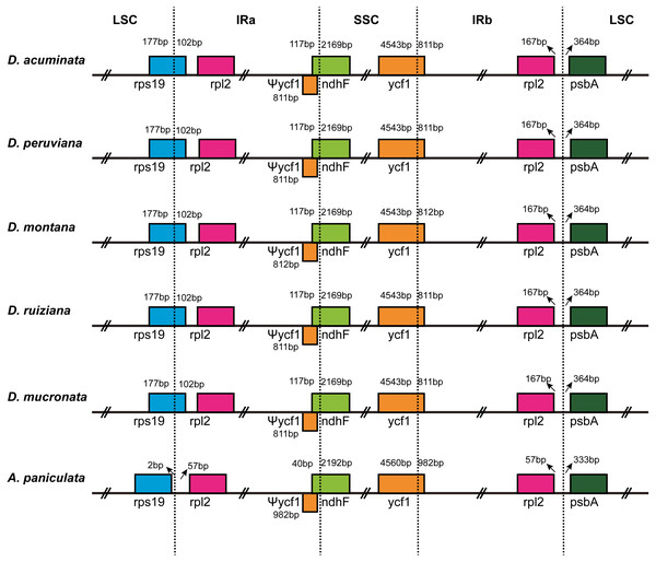 Comparison of the border regions of the LSC, SSC and IR among six Acanthaceae chloroplast genomes.