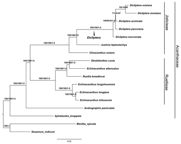 The maximum Likelihood (ML) tree of Acanthaceae.
