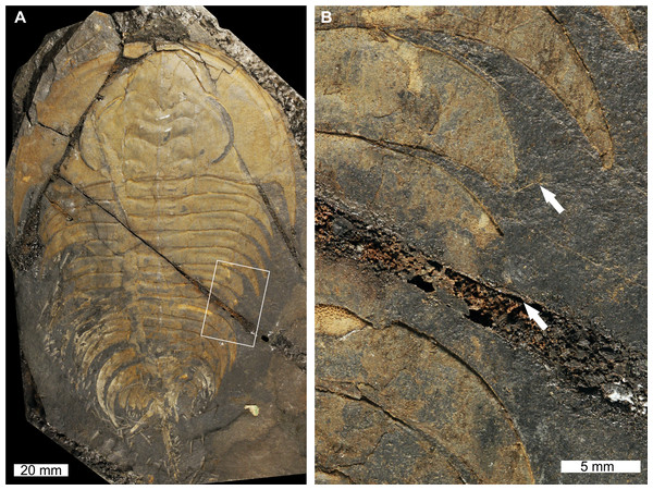 Elliptocephala asaphoidesEmmons, 1844, USNM PAL 18350a, Browns Pond Formation (Cambrian Stage 2, Series 4).