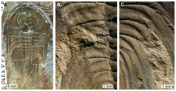 Mummaspis oblisooculatusFritz, 1992, USNM PAL 443790, Mural Formation (Cambrian Series 2, Stage 4). Specimen was figured in Fritz (1992, pl. 17, fig. 4).