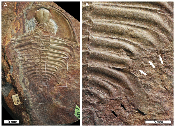 Olenellus thompsoni (Hall, 1859) sensuLieberman (1999). UNSM PAL 729428, Parker Formation (Cambrian Stage 2, Series 4).