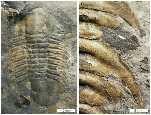 Glossopleura giganteaResser, 1939, UNSM PAL 729419, Spence Shale Member, Langston Formation (Miaolingian Series, Wuliuan).