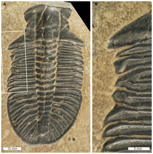 Ogygopsis klotzi (Rominger, 1887), UNSM PAL 729421, Stephen Formation (Miaolingian Series, Wuliuan).