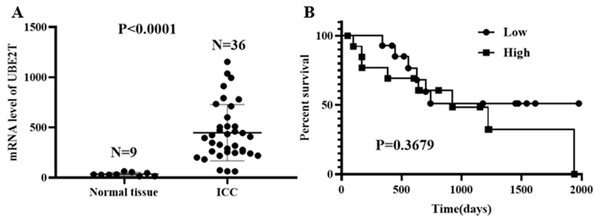  UBE2T levels in normal tissue and ICC (A) and its prognostic impact on ICC (B) based on the TCGA database.