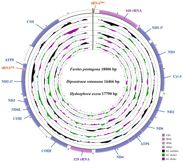 Gene map of the complete mitochondrial genomes for Dipsastraea rotumana (MH119077), Favites pentagona (KY247139), and Hydnophora exesa (MH086217).