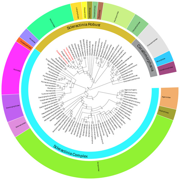 Bayesian inference (BI) tree inferred from the amino acid sequences of 13 PCGs of 86 Scleractinia species and 10 Corallimorpharia species as out-groups.
