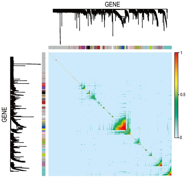 Visualizing expression pattern gene network in asthma using a heatmap plot by WGCNA.