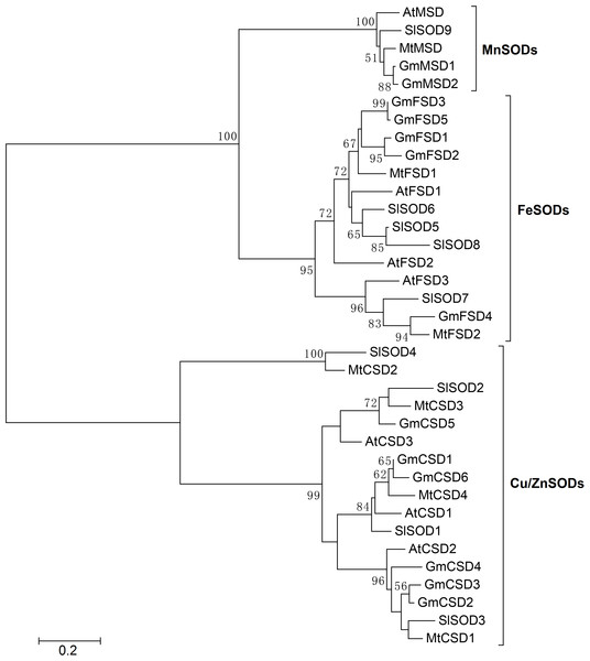 Phylogenetic analysis of SOD genes in soybean, Arabidopsis, Medicago truncatula and Solanum lycopersicum.
