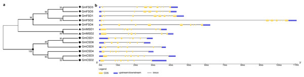 Phylogenetic and exon-intron structure analyses of SOD genes.