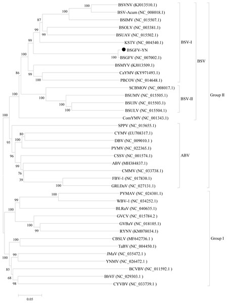 Phylogenetic tree of the complete genome sequences of BSGFV-YN and other members of Badnavirus were conducted in MEGA6.