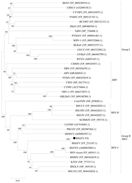 Phylogenetic tree of the amino acid sequences of BSGFV ORFIII and other ORFIIIs of the members in Badnavirus were conducted in MEGA6.