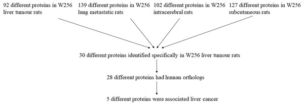 The comparison procedure of urinary proteins differentially expressed in the four models.