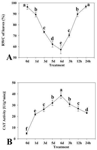 Relative water content (A) and catalase activity (B) in leaves of kenaf under drought stress.