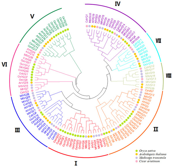Phylogenetic tree analysis of the VQ genes in Cicer arietinum, Medicago truncatula, Glycine max, Phaseolus vulgaris, Arabidopsis thaliana and Oryza sativa.