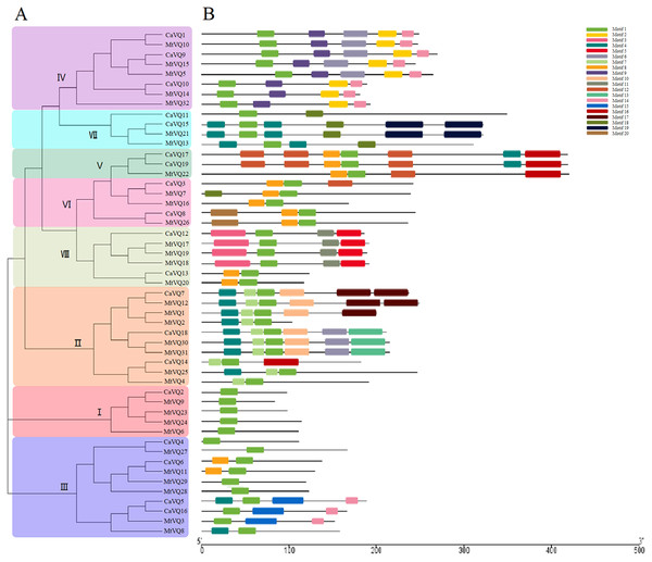 Phylogenetic tree, conserved motifs and gene structure in CaVQs and MtVQs.